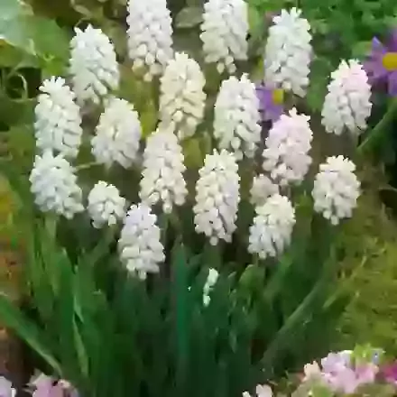 Aucheri White Magic